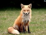 Gallant Fox's Avatar