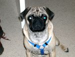 pug_dude's Avatar