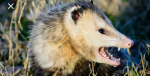 Opossum's Avatar