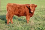 RefreshingCalf's Avatar