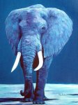 Blue Elephant's Avatar